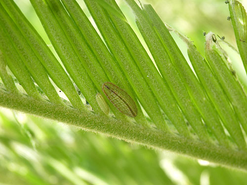 クロマダラソテツシジミ幼虫