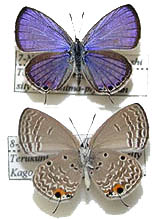 �N���}�_���\�e�c�V�W�~