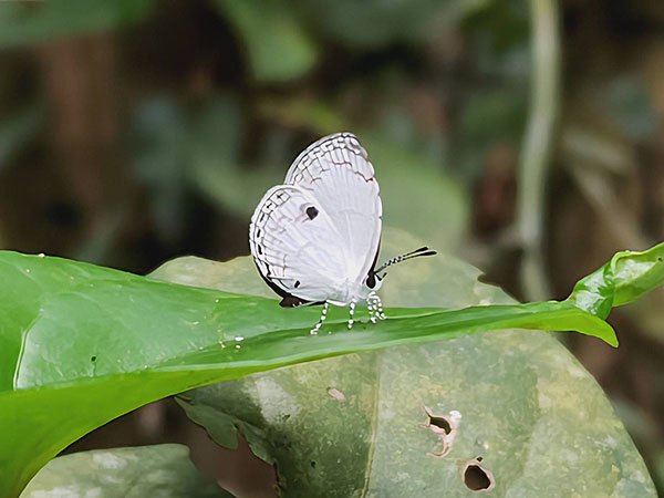 �x�e��������҂q���E���{�V�V�W�~��