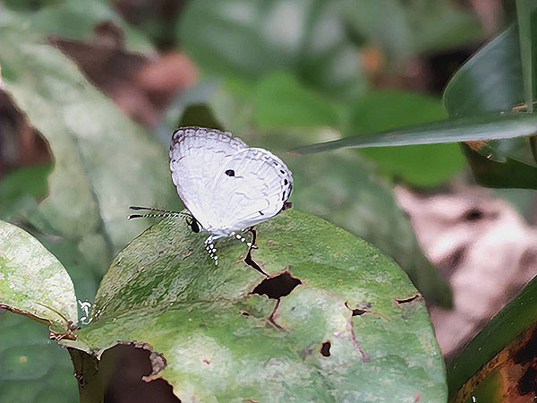 �x�e���́�