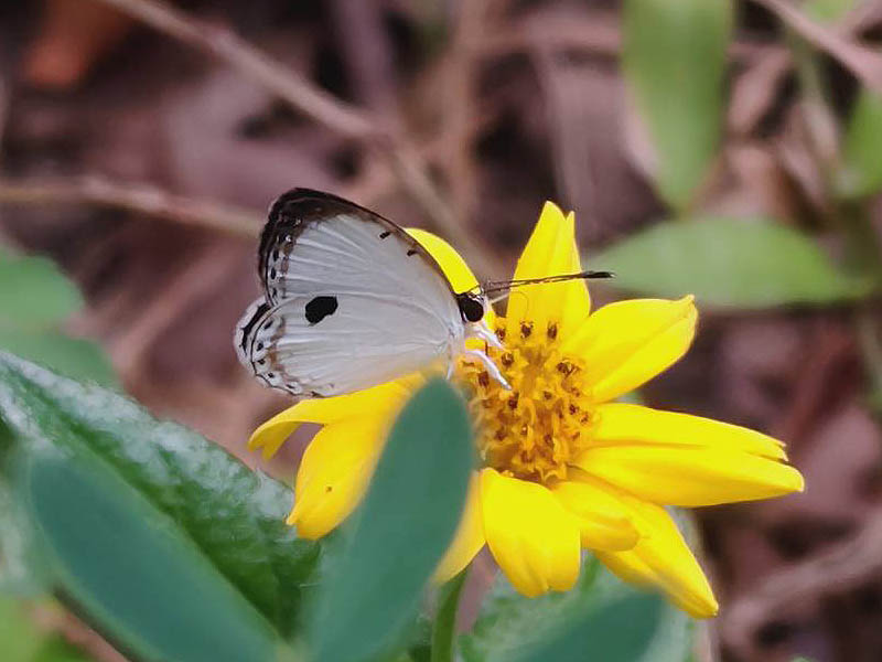 �z���ɗ��������E�L���E�E���{�V�V�W�~��